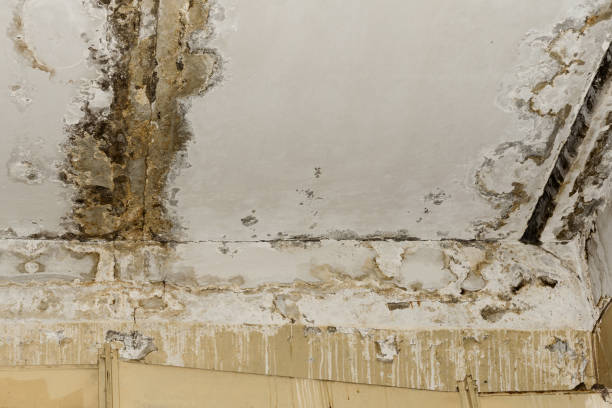 Best Asbestos and Lead Testing During Mold Inspection  in Willamina, OR