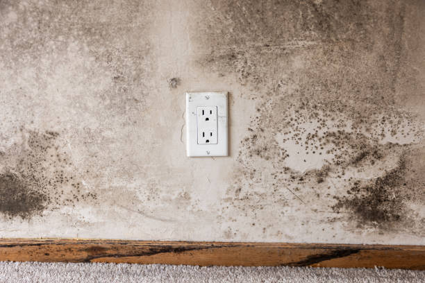 Best Mold Damage Restoration  in Willamina, OR