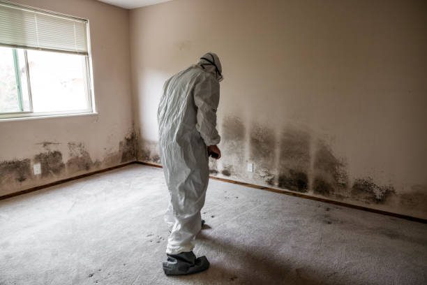 Best Airborne Mold Testing  in Willamina, OR